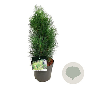 Pinus nigra 'Green Tower' 30-40 cm 4,5L