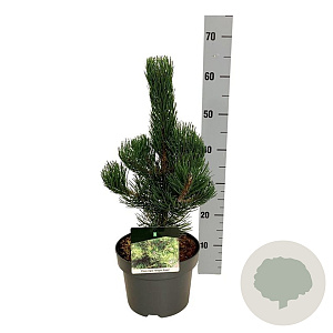 Pinus nigra 'Oregon Green' 40-50 cm P21