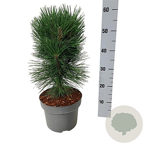 Pinus nigra 'Pyramidalis' 40-50 cm P21