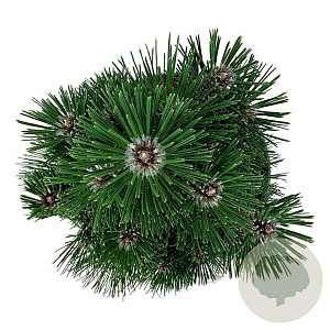 Pinus nigra 'Richard' 25-30 cm