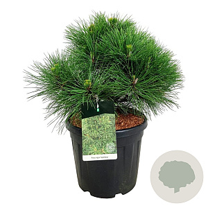 Pinus nigra 'Spielberg' 50-60 cm 30L extra