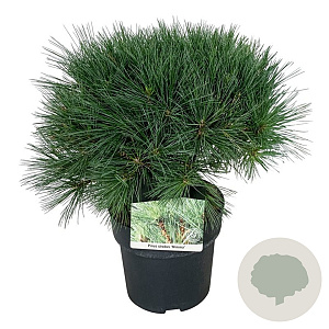 Pinus strobus 'Minima' 30-40 cm 4,5L