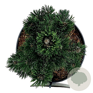 Pinus thunbergii 'Kotobuki' 30-40 cm 4,5L