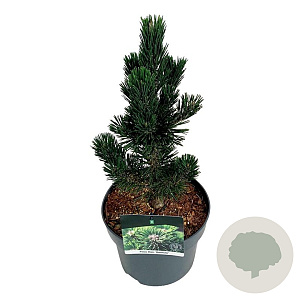 Pinus thunbergii 'Kotobuki' 30-40 cm 4,5L