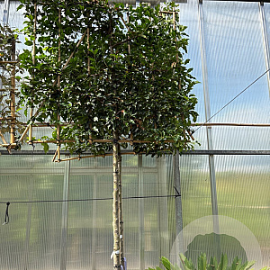 Prunus lusitanica 'Brenelia' 12-14 HO container lei 120x120 180 cm stam