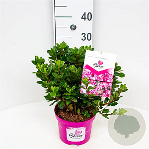 Rhododendron (AJ) 'BloomChampion Lila' 25-30 cm 3,5L