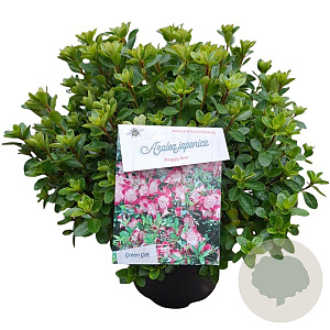 Rhododendron (AJ) 'Peggy Ann' 25-30 cm 4,0L