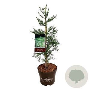 Sequoiadendron g. 'H. Mamm. Three' 60-80 cm P26