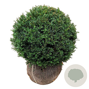 Taxus baccata 50-55 cm met kluit bol