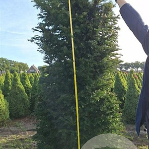 Taxus baccata 225-250 cm met kluit