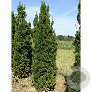 Taxus media 'Viridis' 180-200 cm met kluit extra