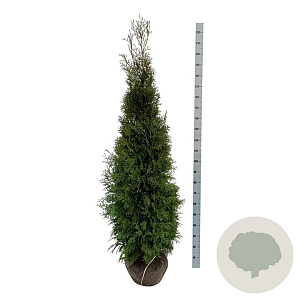 Thuja occidentalis 'King of Brabant' 180-200 cm met kluit extra