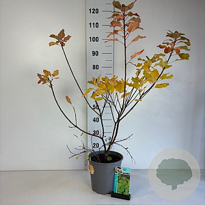 Cotinus coggygria 60-80 cm cont. 65L