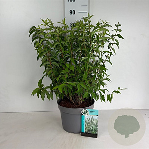 Deutzia scabra 'Plena' 80-100 cm 10L