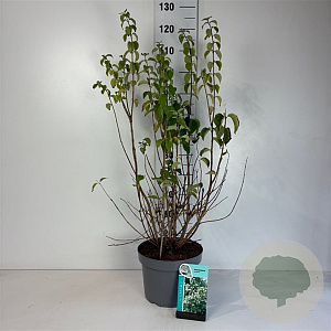 Philadelphus coronarius 80-100 cm 10L