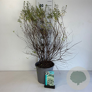 Spiraea arguta 50-60 cm 6,5L