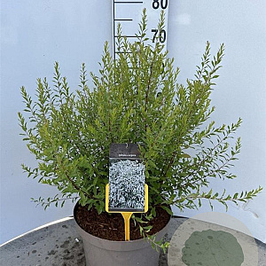 Spiraea arguta 60-80 cm 10L