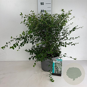 Spiraea vanhouttei 60-80 cm 10L