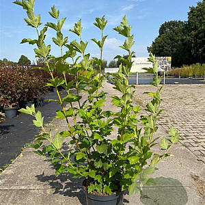 Viburnum opulus 'Roseum' 60-80 cm 10L