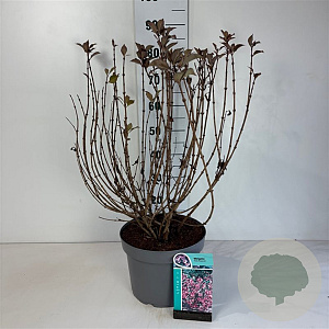 Weigela florida 'Foliis Purpureis' 40-50 cm 10L