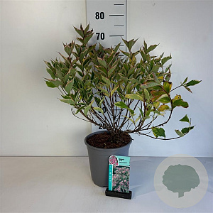 Weigela 'Nana Variegata' 50-60 cm 6,5L