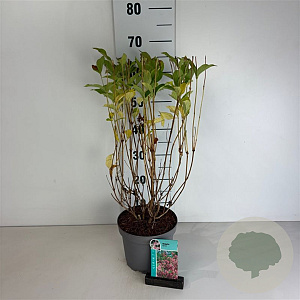 Weigela 'Styriaca' 50-60 cm 3,5L