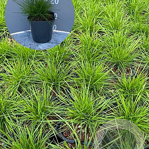 Deschampsia cespitosa GM 2,0L
