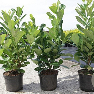 Prunus I. 'Rotundifolia' 60-80 cm 3,5L