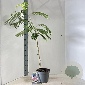 Albizia julibr. Ombrella 50-60 cm 5,0L met stok