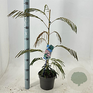 Albizia julibr. Ombrella 70-80 cm 3,0L met stok