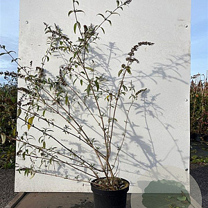 Buddleja d. 'Royal Red' 80-100 cm 7,5L