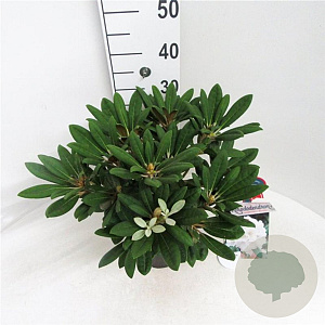 Rhododendron (Y) 'Porzellan' 30-40 cm 5,0L