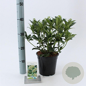 Skimmia j. 'Fragrant Cloud' 25-30 cm 2,0L