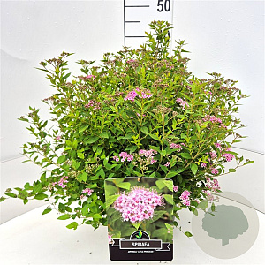 Spiraea jap. 'Little Princess' 40-45 cm 10L