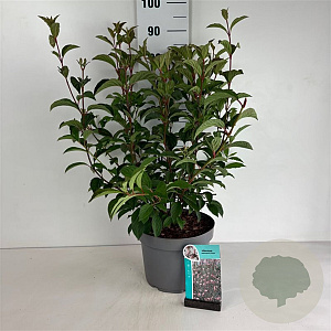 Viburnum bodn. 'Dawn' 60-80 cm 10L