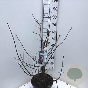 Viburnum bodn. 'Dawn' 60-80 cm 10L