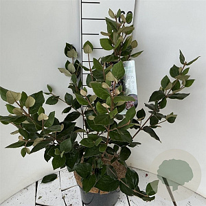 Viburnum burkw. 'Anne Russell' 50-60 cm 5,0L