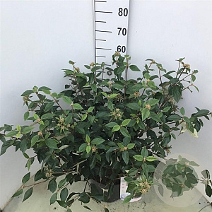 Viburnum 'Eskimo' 50-60 cm 10L