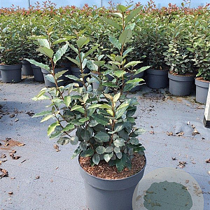 Elaeagnus ebb. 'Compacta' 60-80 cm 10L