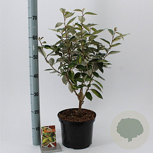 Elaeagnus ebb. 'Limelight' 50-60 cm 5,0L