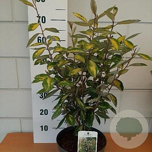 Elaeagnus ebb. 'Limelight' 50-60 cm 5,0L
