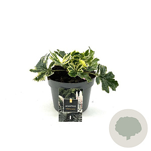 Acanthus 'Whitewater' GM 2,0L