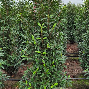 Prunus l. 'Angustifolia' 140-160 cm met kluit extra