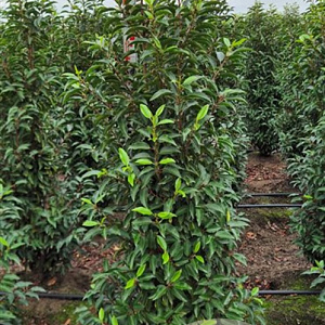 Prunus l. 'Angustifolia' 140-160 cm met kluit extra