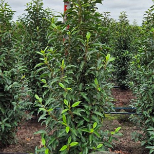 Prunus l. 'Angustifolia' 140-160 cm met kluit extra