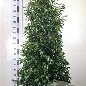 Prunus l. 'Angustifolia' 180-200 cm met kluit extra