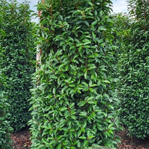 Prunus l. 'Angustifolia' 200-225 cm draadkluit extra