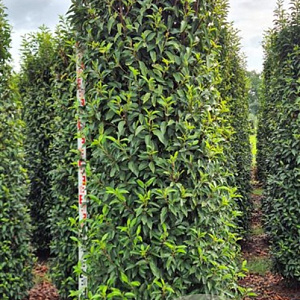 Prunus l. 'Angustifolia' 250-275 cm draadkluit extra