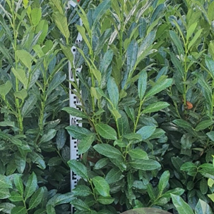 Prunus l. Elly 100-120 cm met kluit