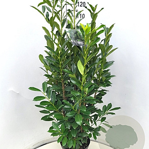 Prunus l. Elly 100-120 cm 10L